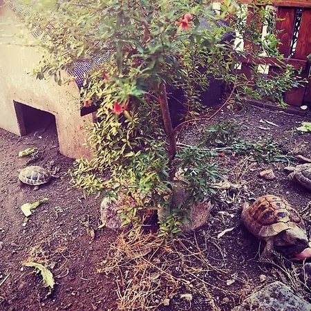 Tinyturtleshome Apartman Róma